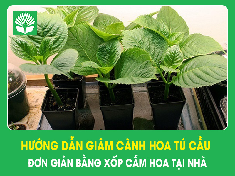 Hướng dẫn giâm cành hoa tú cầu đơn giản bằng xốp cắm hoa tại nhà