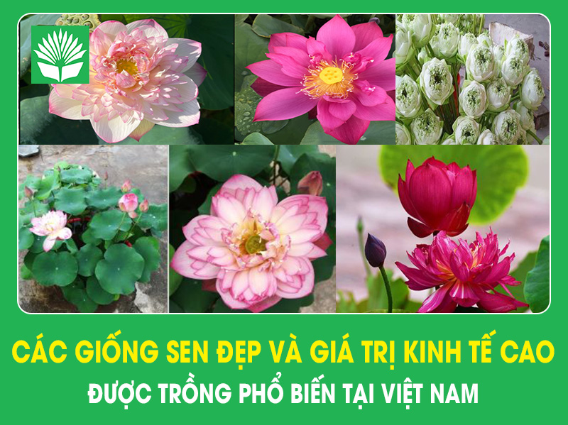 Các giống sen đẹp và giá trị kinh tế cao được trồng phổ biến ở Việt Nam
