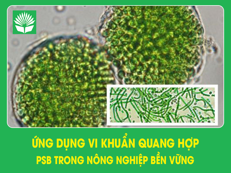 Ứng dụng vi khuẩn quang hợp PSB trong nông nghiệp bền vững