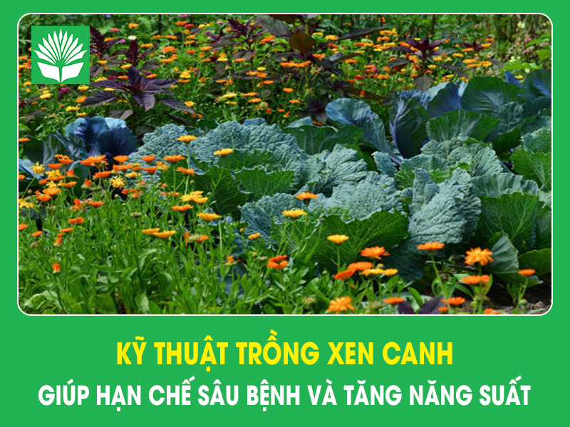 Kỹ thuật trồng xen canh giúp hạn chế sâu bệnh và tăng năng suất