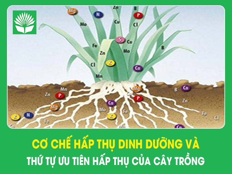 Cơ chế hấp thụ dinh dưỡng và thứ tự ưu tiên hấp thụ của cây trồng