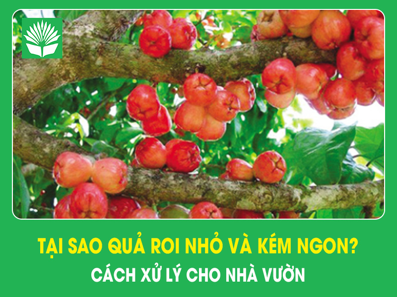 Tại sao quả roi bị nhỏ và kém ngon? Cách xử lý cho nhà vườn