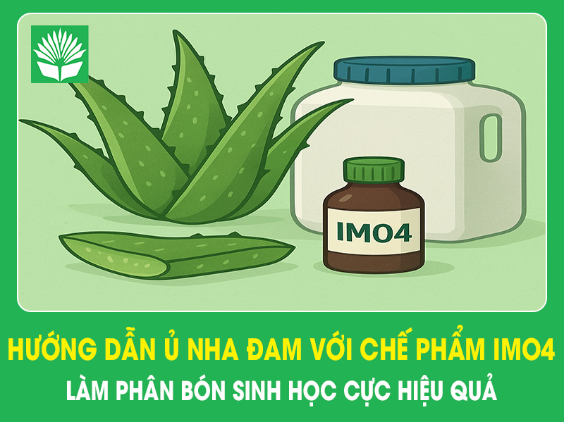Hướng dẫn ủ nha đam với chế phẩm IMO4 làm phân bón sinh học cực hiệu quả