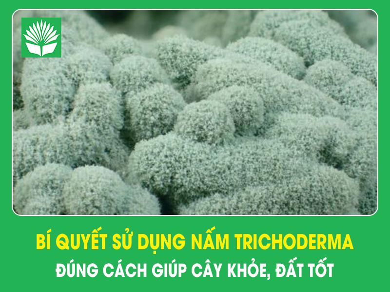 Bí quyết sử dụng nấm Trichoderma đúng cách giúp cây khỏe, đất tốt