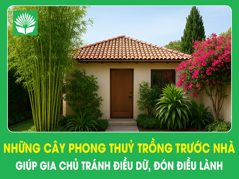 Những cây phong thuỷ trồng trước nhà giúp gia chủ tránh điều dữ, đón điều lành (P1)