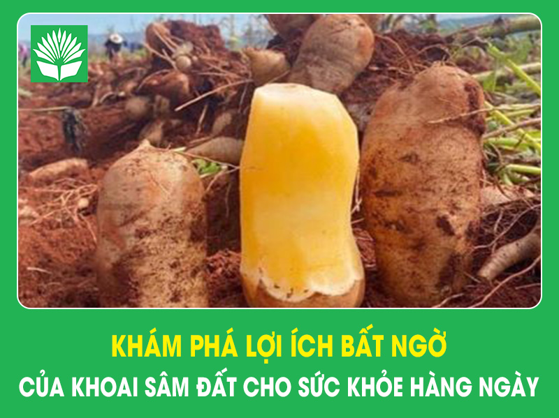 Khám phá lợi ích bất ngờ của khoai sâm đất cho sức khỏe hàng ngày