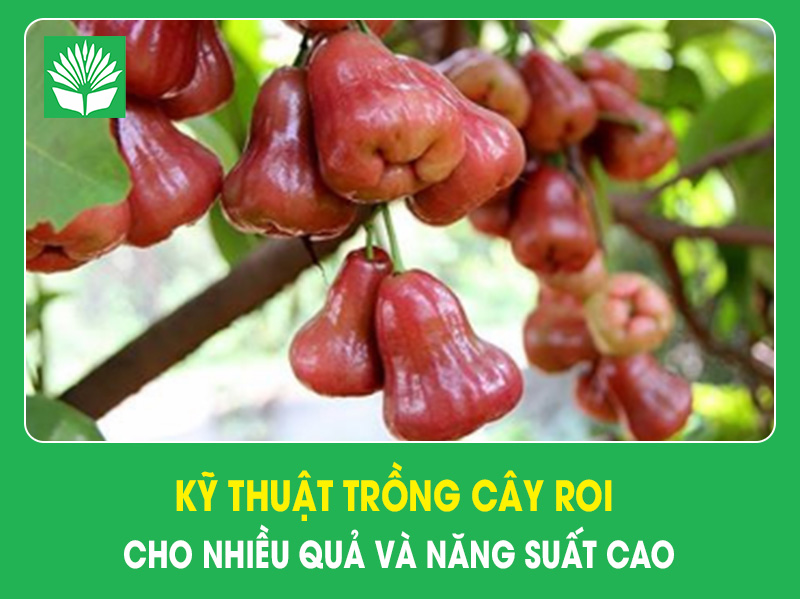 Kỹ thuật trồng cây roi cho nhiều quả và năng suất cao