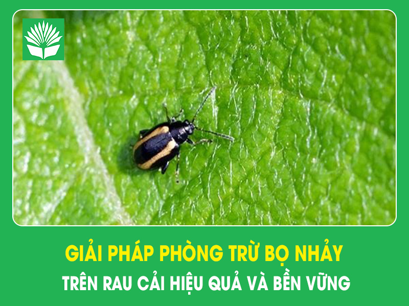Giải pháp phòng trừ bọ nhảy trên rau cải hiệu quả và bền vững