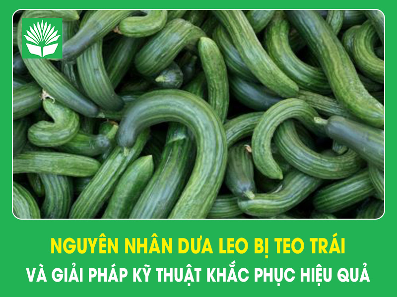 Nguyên nhân dưa leo bị teo trái và giải pháp kỹ thuật khắc phục hiệu quả