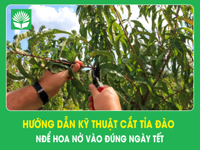 Hướng dẫn kỹ thuật cắt kỉa đào để hoa nở đúng ngày Tết