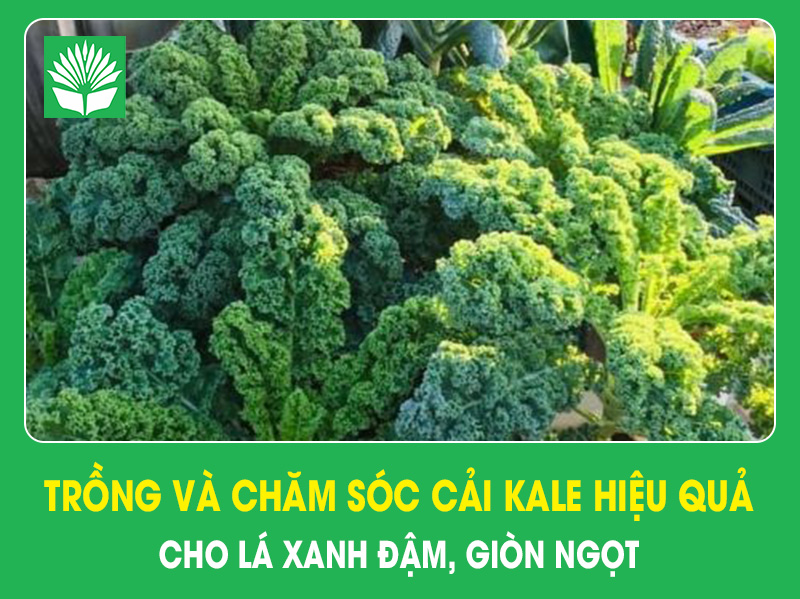 Trồng và chăm sóc cải Kale hiệu quả cho lá xanh đậm, giòn ngọt