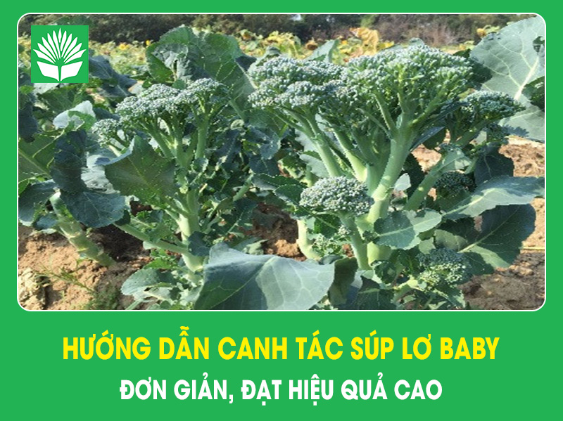 Hướng dẫn canh tác súp lơ baby đơn giản, đạt hiệu quả cao