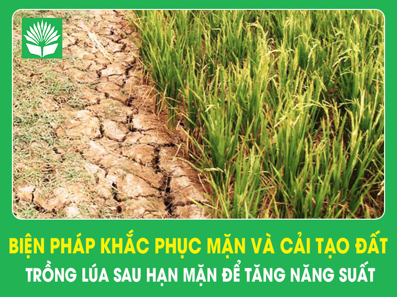 Biện pháp khắc phục mặn và cải tạo đất trồng lúa sau hạn mặn để tăng năng suất