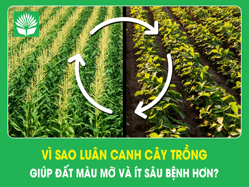 Vì sao luân canh cây trồng giúp đất màu mỡ và ít sâu bệnh hơn?