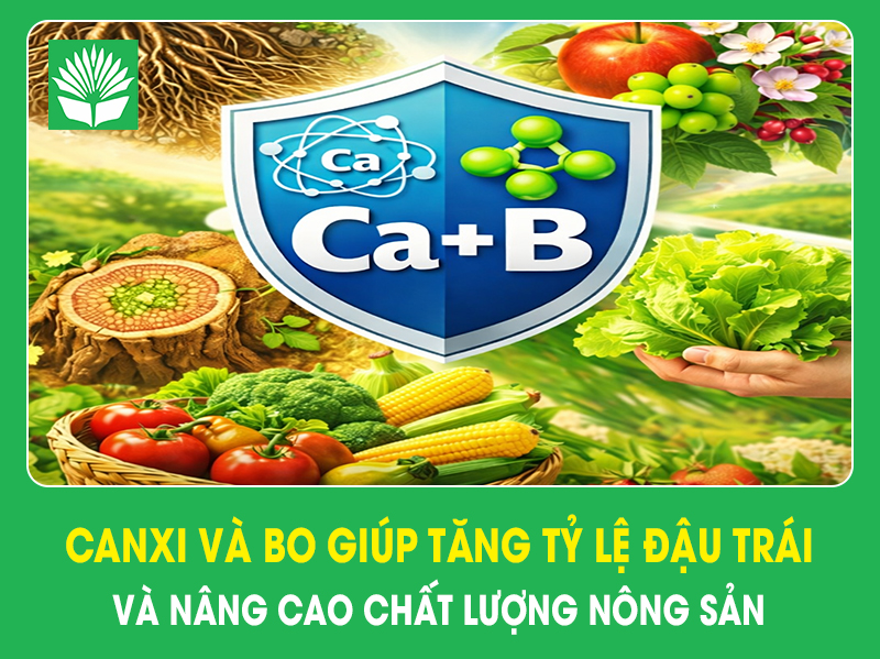 Canxi và Bo giúp tăng tỷ lệ đậu trái và nâng cao chất lượng nông sản