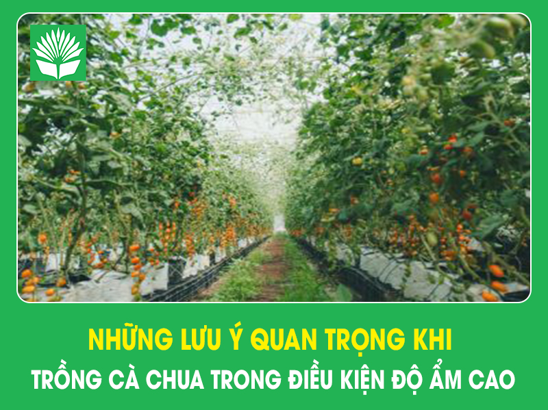 Những lưu ý quan trọng khi trồng cà chua trong điều kiện ẩm độ cao