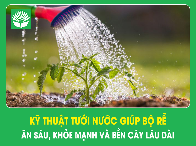 Kỹ thuật tưới nước giúp bộ rễ ăn sâu, khỏe mạnh và bền cây lâu dài
