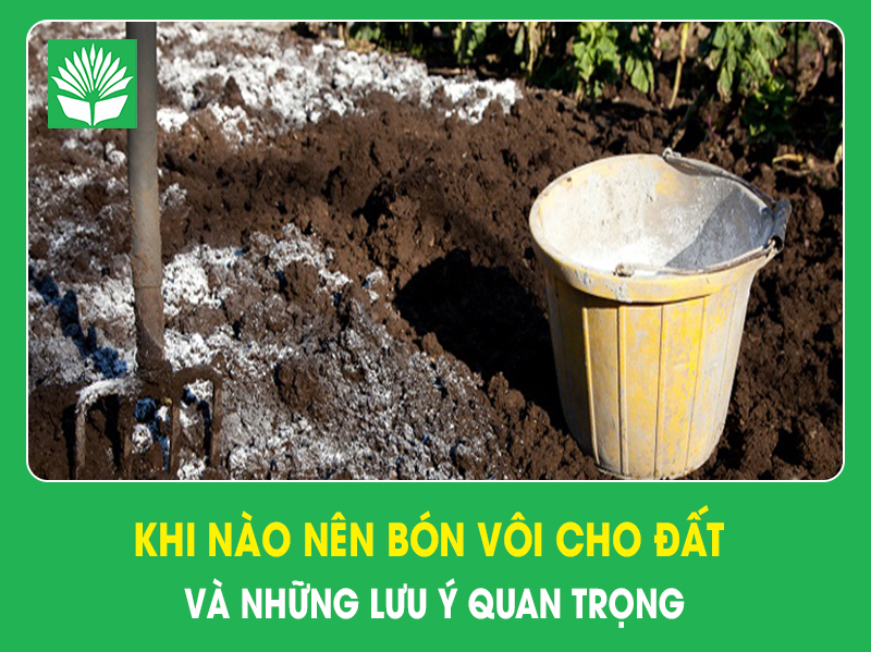 Khi nào nên bón vôi cho đất và những lưu ý quan trọng