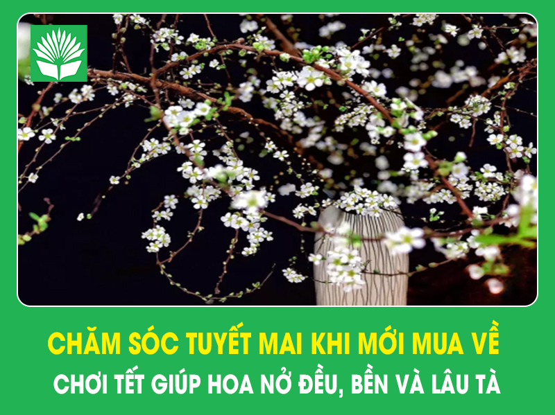 Chăm sóc tuyết mai khi mới mua về chơi Tết giúp hoa nở đều, bền và lâu tàn