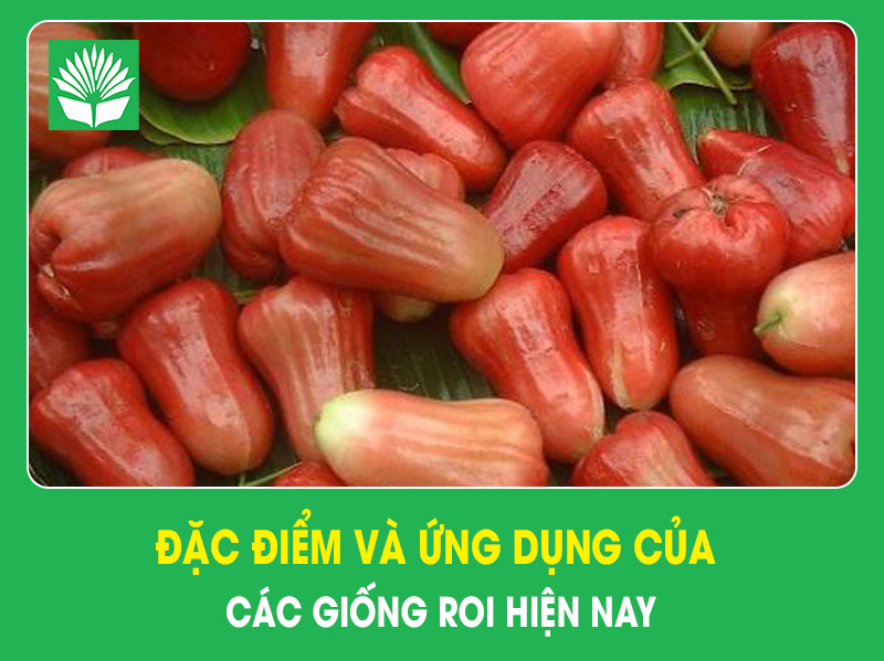 Đặc điểm và ứng dụng của các giống roi hiện nay