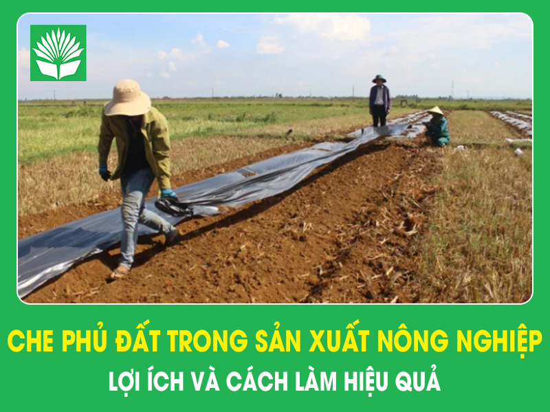 Che phủ đất trong sản xuất nông nghiệp: Lợi ích và cách làm hiệu quả