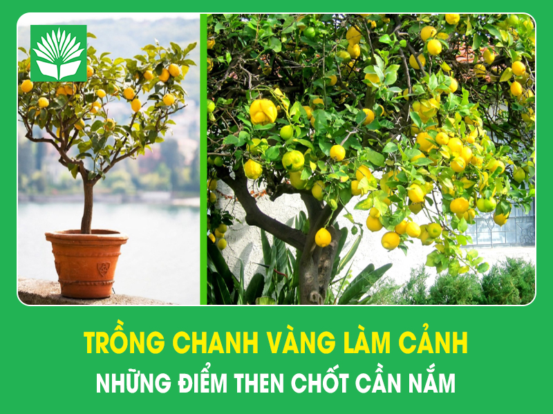 Trồng chanh vàng làm cảnh: những điểm then chốt cần nắm
