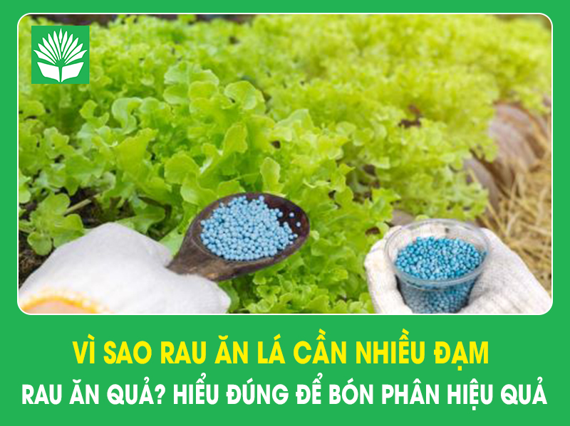 Vì sao rau ăn lá cần nhiều đạm hơn rau ăn quả? Hiểu đúng để bón phân hiệu quả