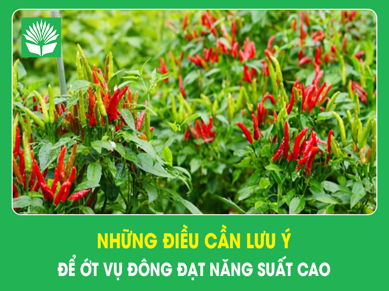 Những điều cần lưu ý để ớt vụ đông đạt năng suất cao