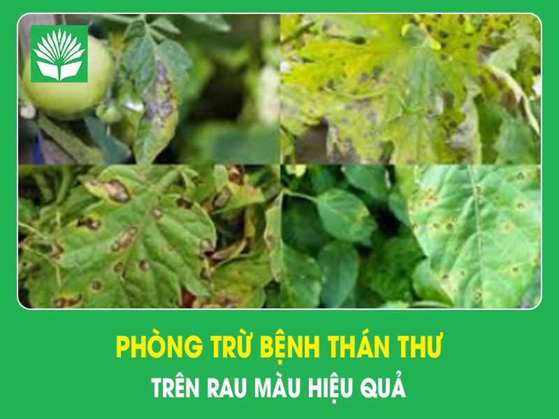 Phòng trừ bệnh thán thư trên rau màu hiệu quả