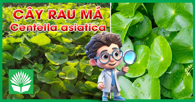 Cây rau má