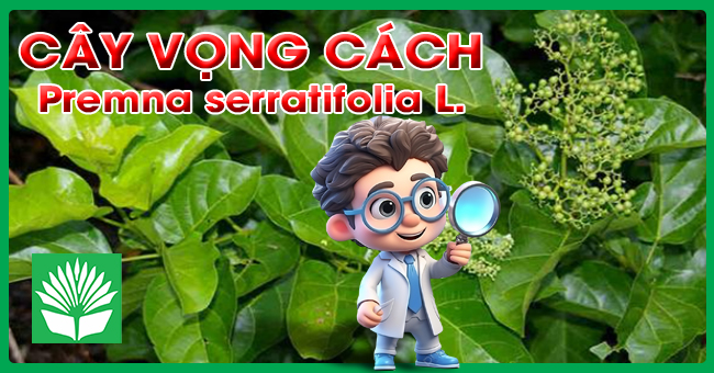 Cây vọng cách