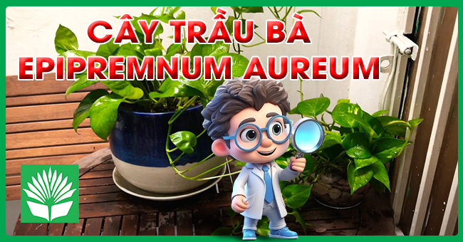 Cây trầu bà