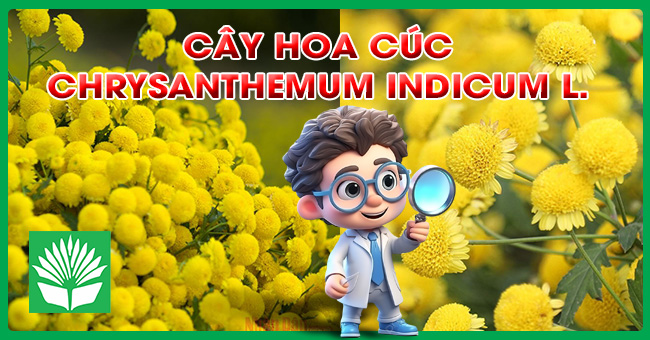 Cây hoa cúc chi