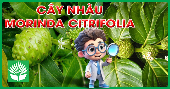 Cây nhàu