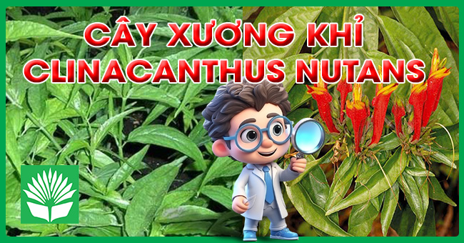 Cây xương khỉ (cây bìm bịp)