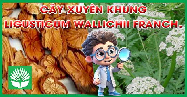 Cây xuyên khung