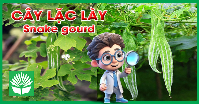 Cây lặc lày