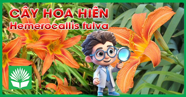 Cây hoa hiên