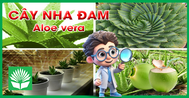 Cây nha đam