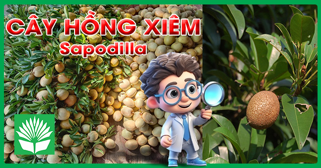 Cây hồng xiêm