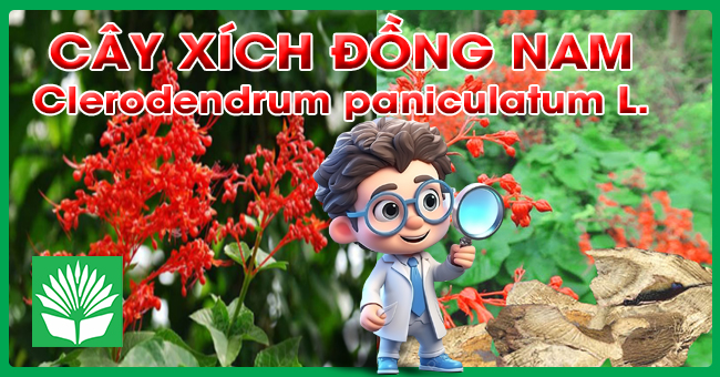 Cây xích đồng nam