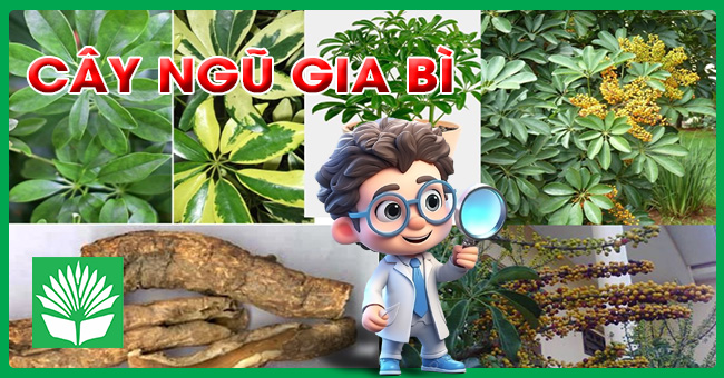 Cây ngũ gia bì