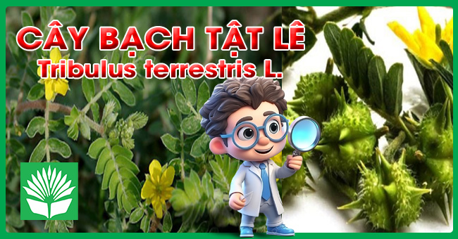 Cây bạch tật lê