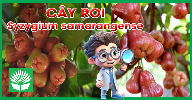 Cây roi