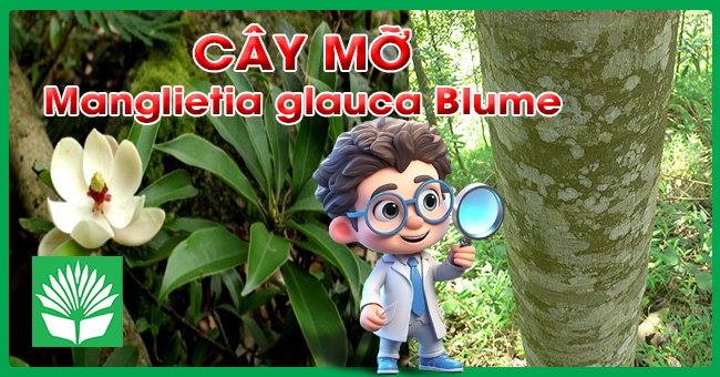 Cây mỡ