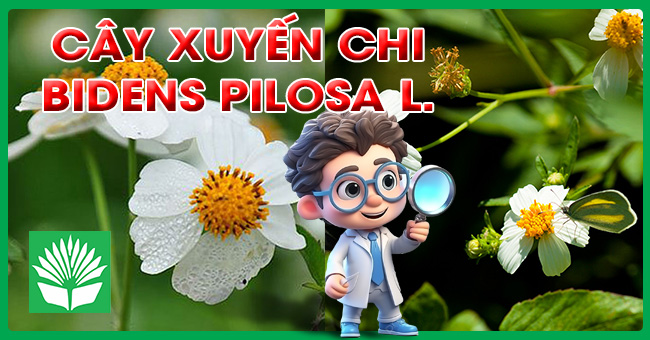 Cây xuyến chi