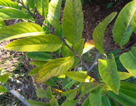 Nguyên nhân dẫn đến bệnh vàng lá, xoăn lá trên cây na? Biện pháp khắc phục vàng lá, xoăn lá trên cây na?