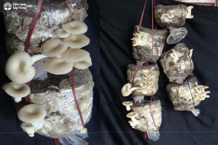 Quy trình nuôi trồng nấm sò từ sản phẩm phụ cây gai xanh