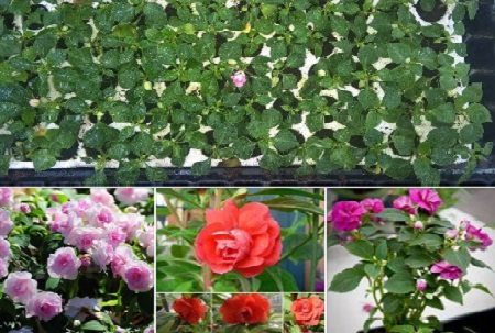 Cách trồng hoa ngọc thảo kép rực rỡ sắc màu
