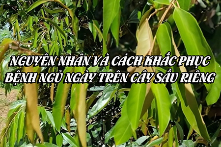 Nguyên nhân và cách khắc phục bệnh ngủ ngày trên cây sầu riêng